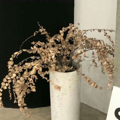 南皮福瑞交流群